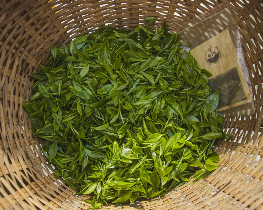 Freshly hand-picked green tea leaves collected in a woven basket at Bhakanje Tea Estate