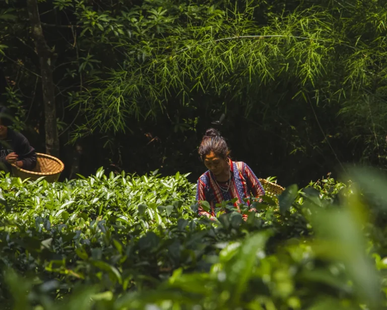High-altitude Nepali tea garden in Bhakanje, Solukhumbu