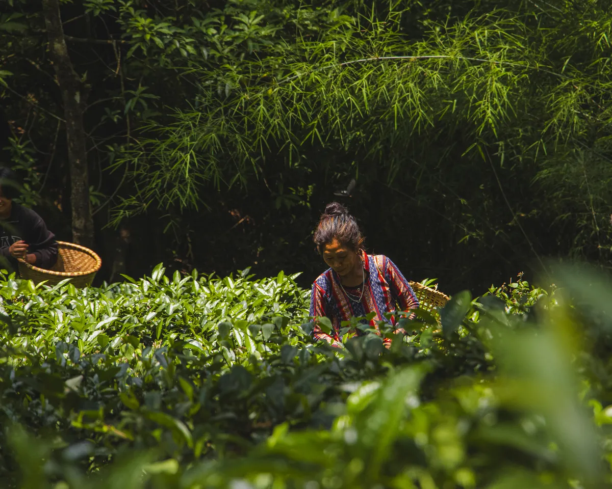High-altitude Nepali tea garden in Bhakanje, Solukhumbu