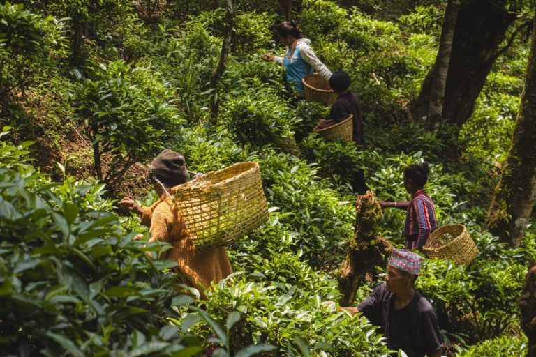 High Altitude, Higher Ambition: The Story of Nepal’s Bhakanje Tea